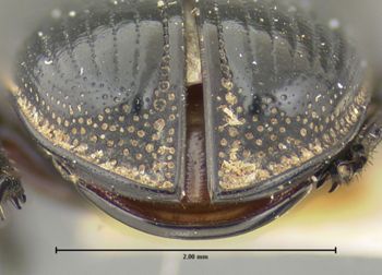 Media type: image;   Entomology 29592 Aspect: pygidium